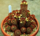 Mammillaria elongata