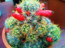 Mammillaria prolifera ssp. prolifera