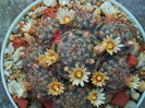 Mammillaria prolifera ssp. texana