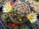 Mammillaria prolifera ssp. texana