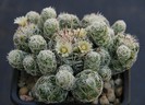 Mammillaria gracilis