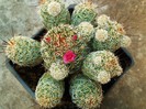 Mammillaria gracilis cv.(floare roz)