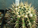 Notocactus submammulosus