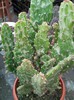 Opuntia monacantha variegata