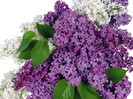 Lilac-flowers