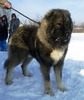 Bruno 2 15 luni