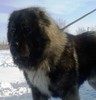 Bruno 3 15 luni