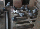 DSC03209