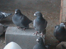 DSC03210