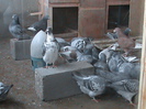 DSC03225
