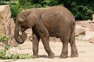 elefant