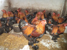 DSC00900
