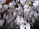glicina2