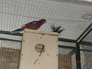 Rosella Penant