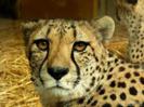 ghepard