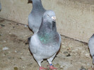 DSCF3024