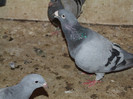 DSCF3027