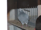 DSCF5936