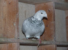 DSCF5944
