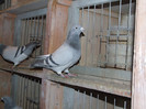 DSCF5975