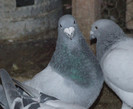 DSCF5981.