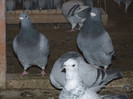 DSCF5982