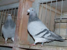 DSCF5985
