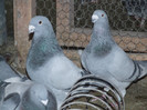 DSCF5986