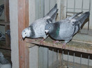 DSCF5989