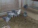 DSCF6002