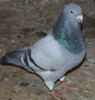 DSCF301333
