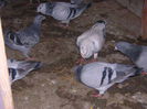 DSCN5533