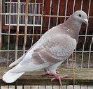 IMG_20130120_120545-1