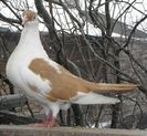 97g(f.2011)-vandut