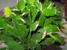 infloreste iar