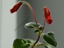 Sinningia Gabriel s Horn