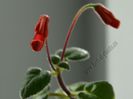 Sinningia Gabriel s Horn