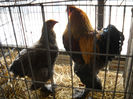 Picture 042