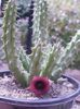 Huernia schneideriana