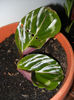 Calathea Roseopicta (2013, Feb.01)