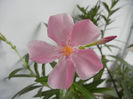 Pink Oleander (2013, February 01)