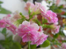 Pink & White kalanchoe (2013, Feb.01)