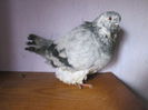 mascul
