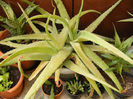 aloe_6_iunie_006