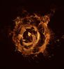 rose_on_fire_by_regulus_thelion-d5al3xe