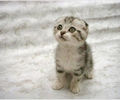 www.tvn.hu_0f4f7098292b6e6856f7391507_Cute_Cats_and_Kittens_thumb