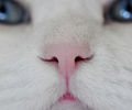 adorable-animal-cat-cute-nose-Favim.com-429041_www.kepfeltoltes.hu__thumb
