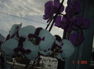Picture 1042