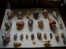 colectie de melci