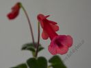 Sinningia Gabriel s Horn